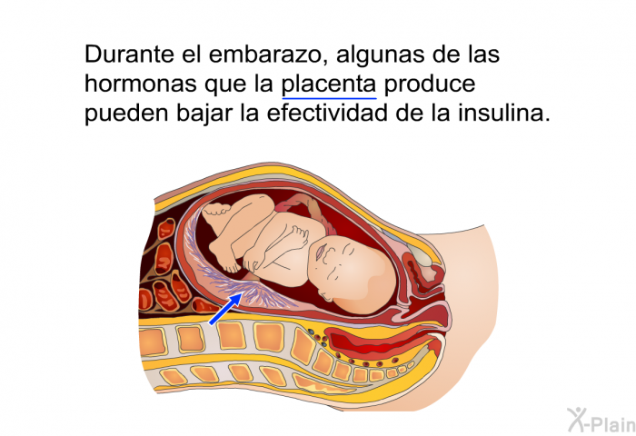 Durante el embarazo, algunas de las hormonas que la placenta produce pueden bajar la efectividad de la insulina.