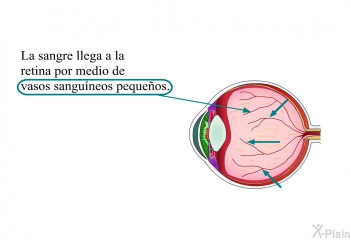 La sangre llega a la retina por medio de vasos sanguneos pequeos.