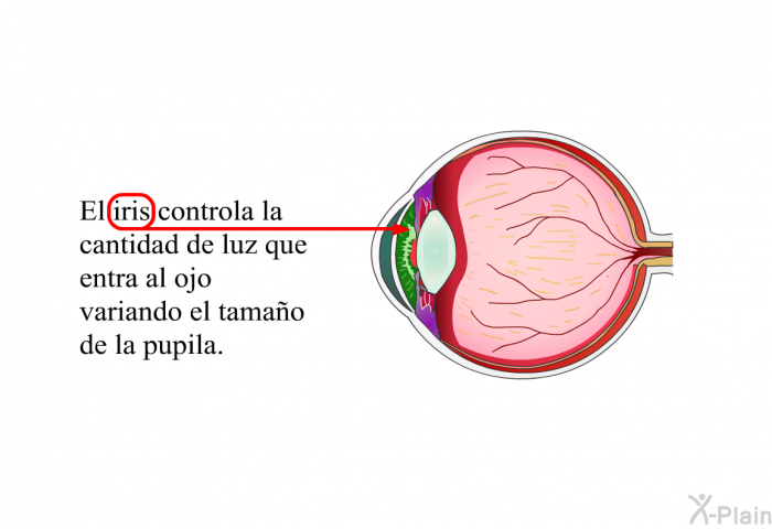 El iris controla la cantidad de luz que entra al ojo variando el tamao de la pupila.