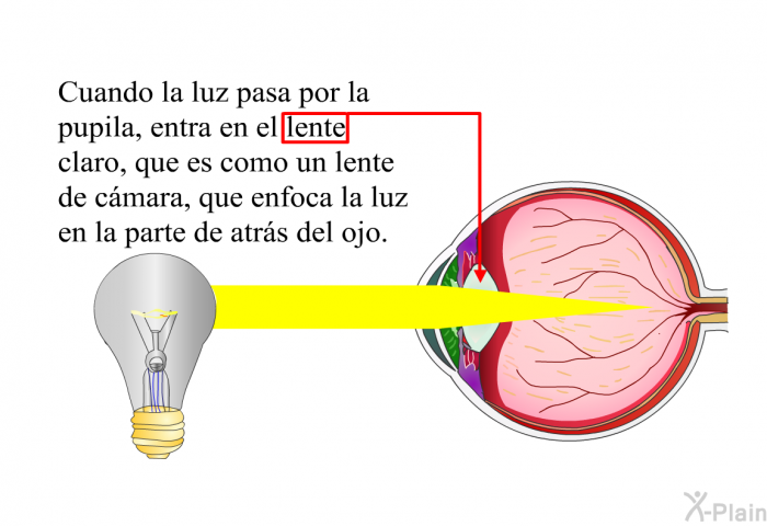 Cuando la luz pasa por la pupila, entra en el lente claro, que es como un lente de cmara, que enfoca la luz en la parte de atrs del ojo.