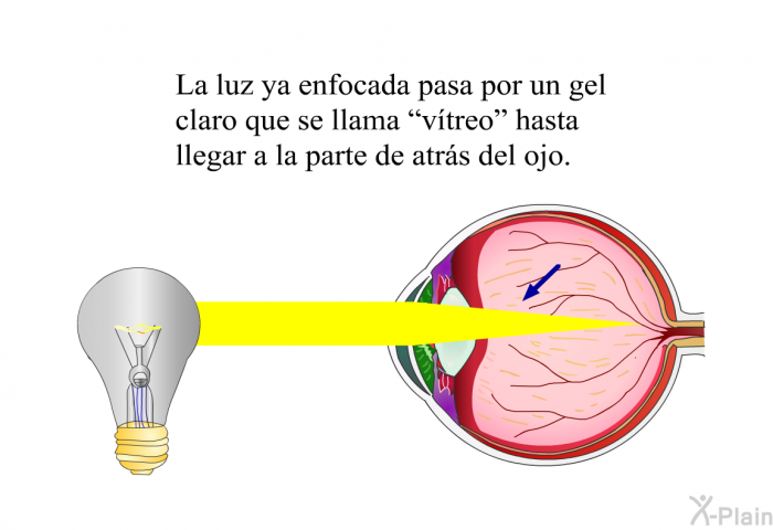 La luz ya enfocada pasa por un gel claro que se llama “vtreo” hasta llegar a la parte de atrs del ojo.