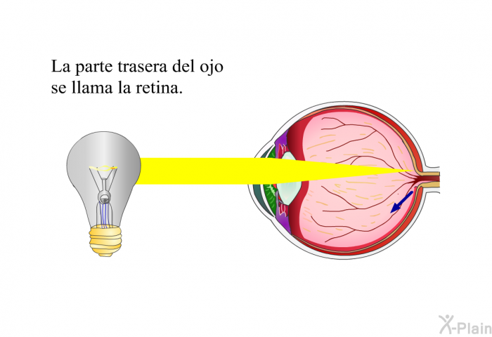 La parte trasera del ojo se llama la retina.