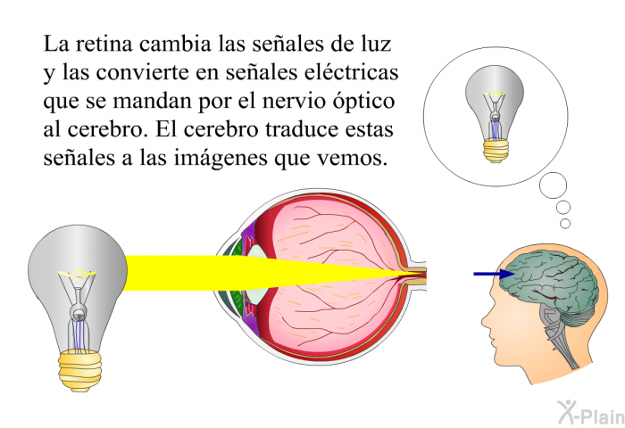 La retina cambia las seales de luz y las convierte en seales elctricas que se mandan por el nervio ptico al cerebro. El cerebro traduce estas seales a las imgenes que vemos.
