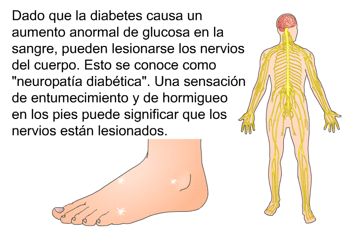 Dado que la diabetes causa un aumento anormal de glucosa en la sangre, pueden lesionarse los nervios del cuerpo. Esto se conoce como &ldquo;neuropat�a diab�tica&rdquo;. Una sensaci�n de entumecimiento y de hormigueo en los pies puede significar que los nervios est�n lesionados.
