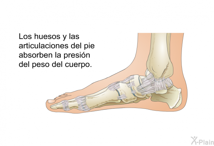 Los huesos y las articulaciones del pie absorben la presin del peso del cuerpo.