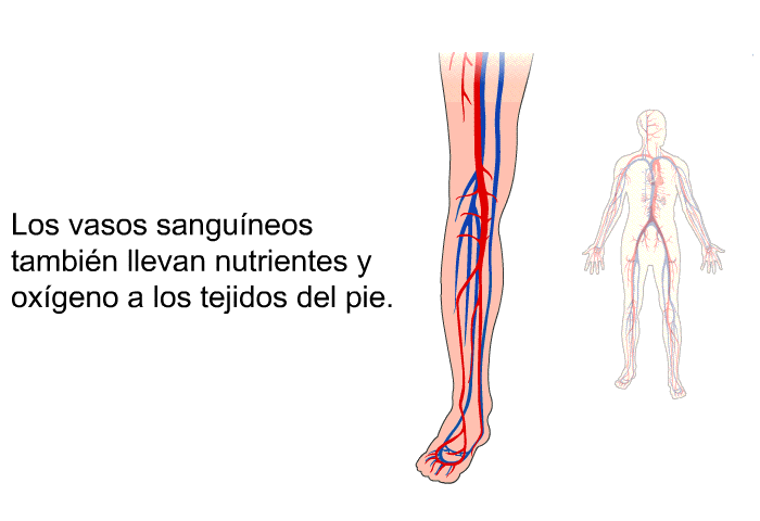 Los vasos sanguneos tambin llevan nutrientes y oxgeno a los tejidos del pie.
