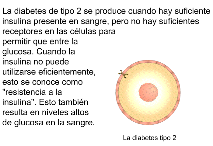 La diabetes de tipo 2 se produce cuando hay suficiente insulina presente en sangre, pero no hay suficientes receptores en las clulas para permitir que entre la glucosa. Cuando la insulina no puede utilizarse eficientemente, esto se conoce como “resistencia a la insulina”. Esto tambin resulta en niveles altos de glucosa en la sangre.