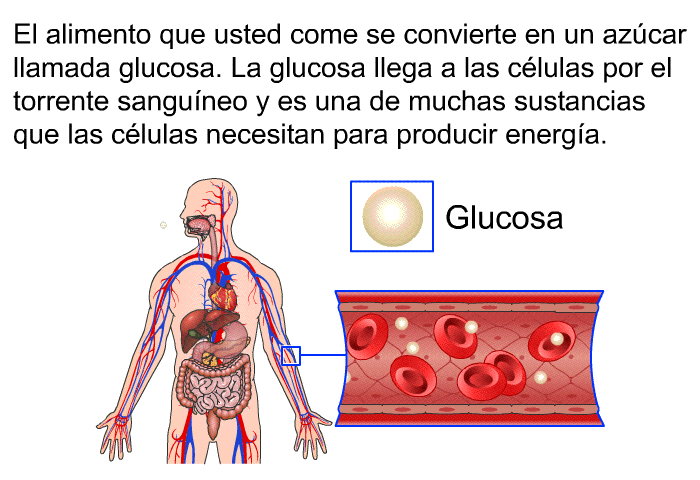El alimento que usted come se convierte en un azcar llamada glucosa. La glucosa llega a las clulas por el torrente sanguneo y es una de muchas sustancias que las clulas necesitan para producir energa.