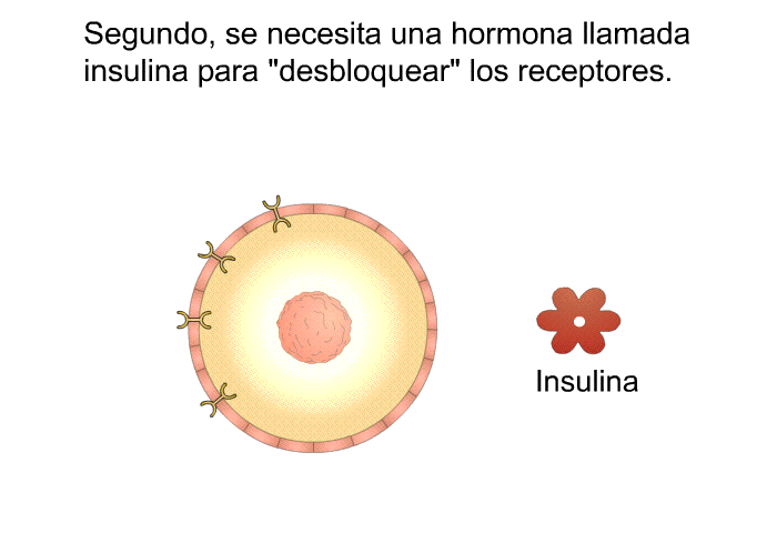 Segundo, se necesita una hormona llamada insulina para “desbloquear” los receptores.