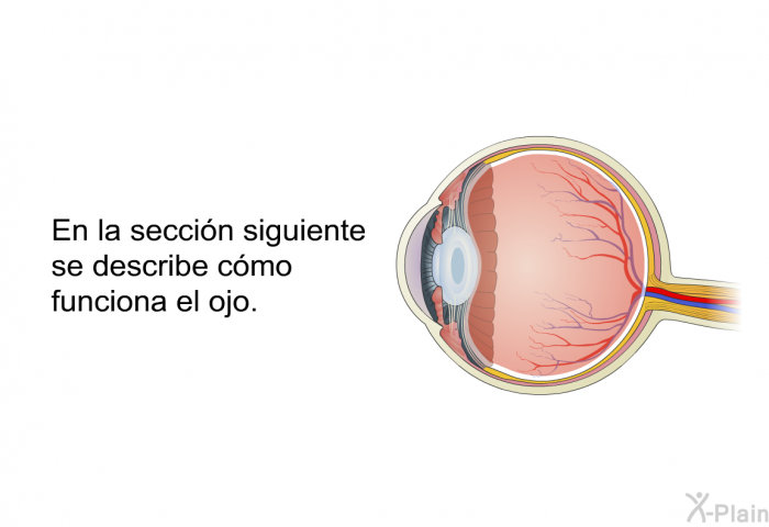 En la seccin siguiente se describe cmo funciona el ojo.