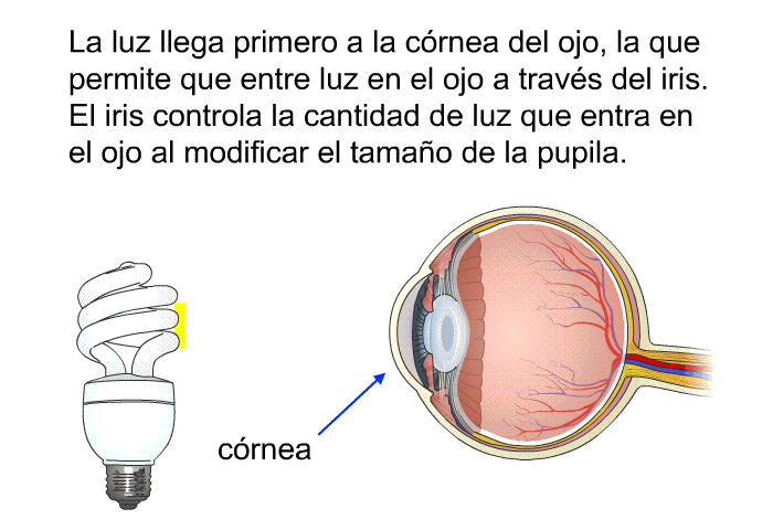 La luz llega primero a la crnea del ojo, la que permite que entre luz en el ojo a travs del iris. El iris controla la cantidad de luz que entra en el ojo al modificar el tamao de la pupila.