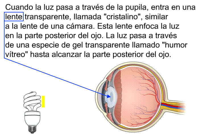 Cuando la luz pasa a travs de la pupila, entra en una lente transparente, llamada “cristalino”, similar a la lente de una cmara. Esta lente enfoca la luz en la parte posterior del ojo. La luz pasa a travs de una especie de gel transparente llamado “humor vtreo” hasta alcanzar la parte posterior del ojo.