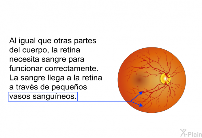 Al igual que otras partes del cuerpo, la retina necesita sangre para funcionar correctamente. La sangre llega a la retina a travs de pequeos vasos sanguneos.