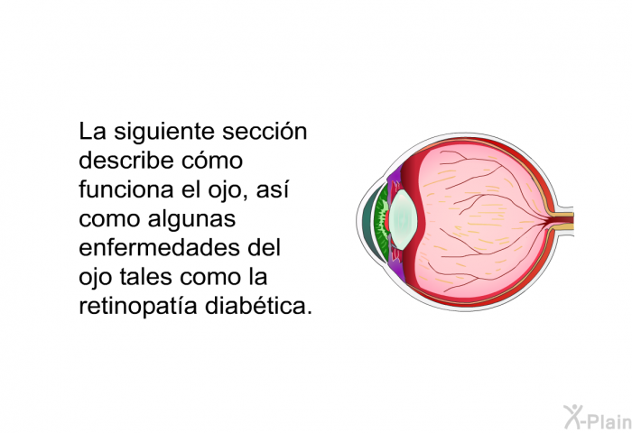 La siguiente seccin describe cmo funciona el ojo, as como algunas enfermedades del ojo tales como la retinopata diabtica.