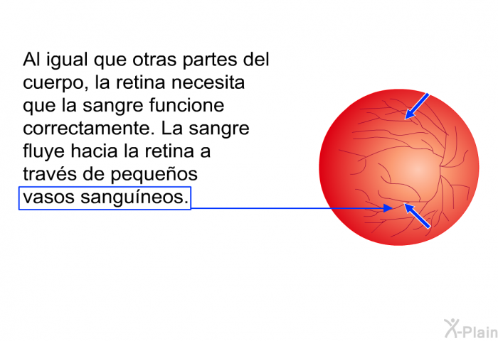 Al igual que otras partes del cuerpo, la retina necesita que la sangre funcione correctamente. La sangre fluye hacia la retina a travs de pequeos vasos sanguneos.