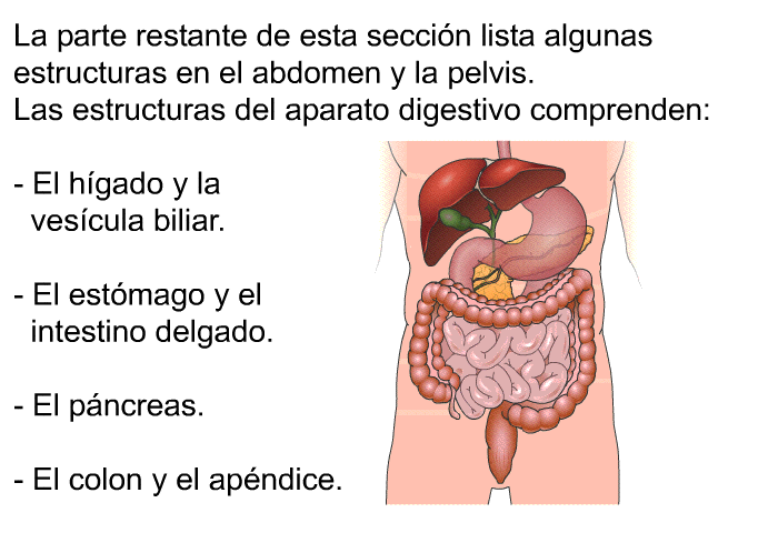 La parte restante de esta seccin lista algunas estructuras en el abdomen y la pelvis. Las estructuras del aparato digestivo comprenden:  El hgado y la vescula biliar. El estmago y el intestino delgado. El pncreas. El colon y el apndice.