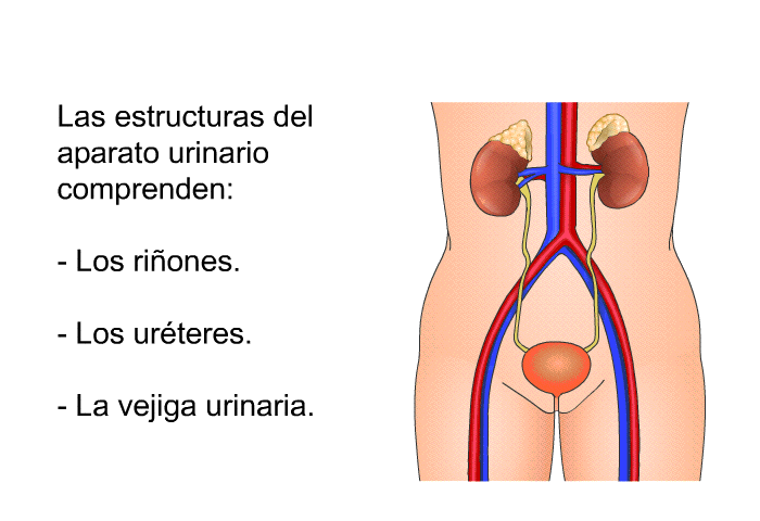 Las estructuras del aparato urinario comprenden:  Los riones. Los urteres. La vejiga urinaria.