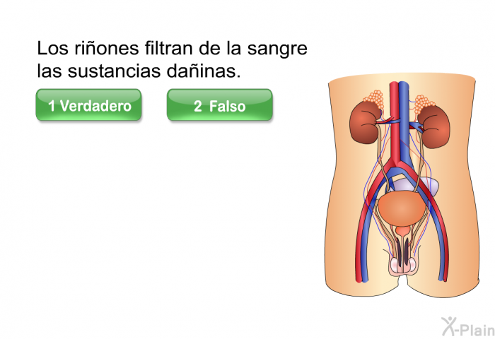 Los riones filtran de la sangre las sustancias dainas.