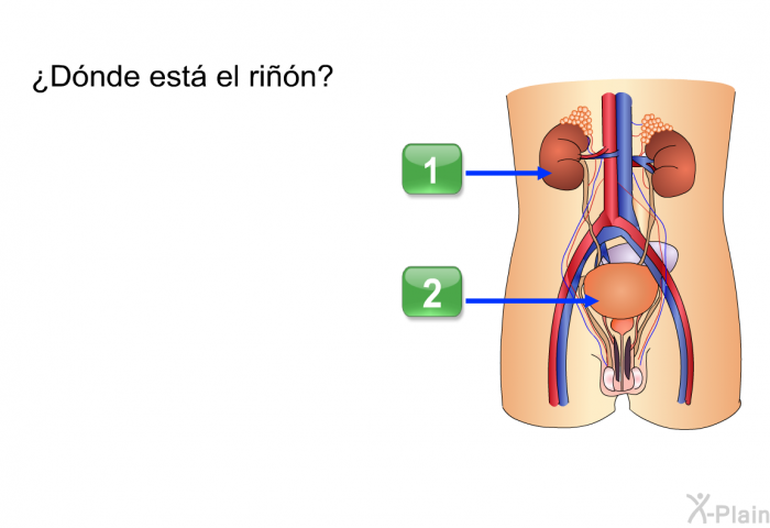 ¿Dnde est el rin?