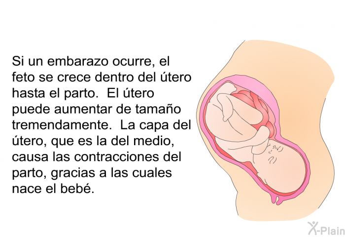 Si un embarazo ocurre, el feto se crece dentro del tero hasta el parto. El tero puede aumentar de tamao tremendamente. La capa del tero, que es la del medio, causa las contracciones del parto, gracias a las cuales nace el beb.