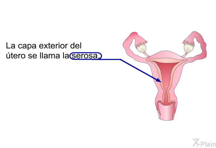 La capa exterior del tero se llama la <I>serosa</I>.