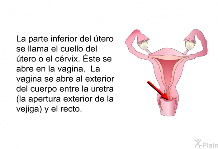 La parte inferior del tero se llama el <I>cuello del tero o el crvix</I>. Éste se abre en la vagina. La vagina se abre al exterior del cuerpo entre la uretra (la apertura exterior de la vejiga) y el recto.