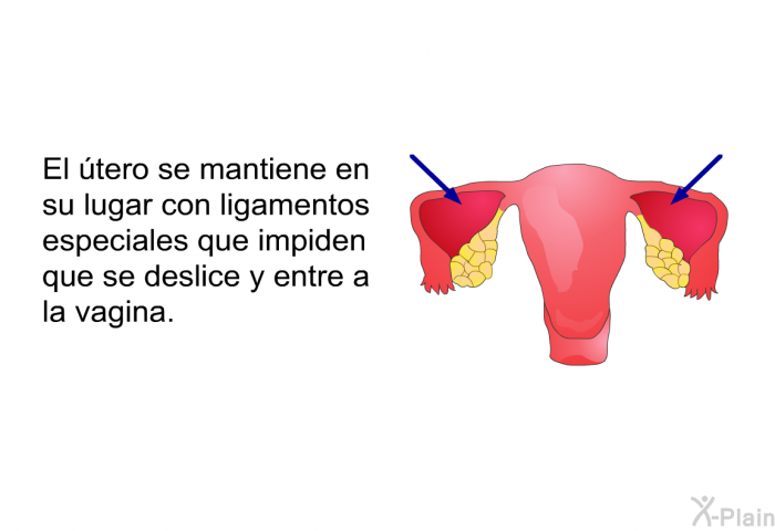 El tero se mantiene en su lugar con ligamentos especiales que impiden que se deslice y entre a la vagina.