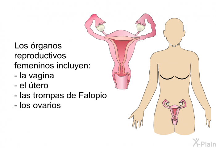 Los rganos reproductivos femeninos incluyen:  la vagina el tero las trompas de Falopio los ovarios