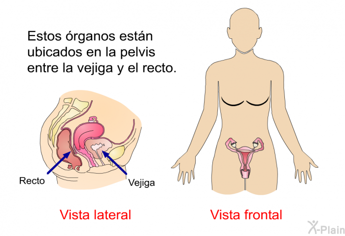 Estos rganos estn ubicados en la pelvis entre la vejiga y el recto.