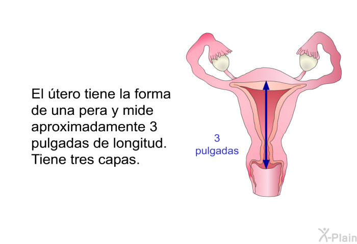 El tero tiene la forma de una pera y mide aproximadamente 3 pulgadas de longitud. Tiene tres capas.