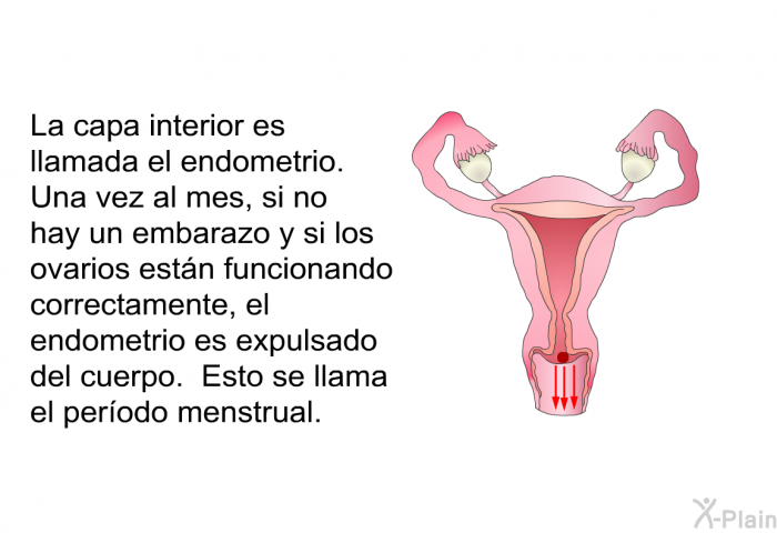 La capa interior es llamada el <I>endometrio</I>. Una vez al mes, si no hay un embarazo y si los ovarios estn funcionando correctamente, el endometrio es expulsado del cuerpo. Esto se llama el perodo menstrual.