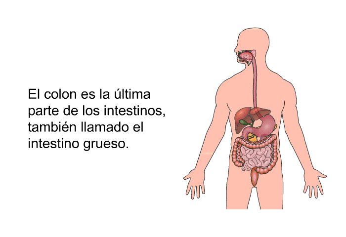 El colon es la ltima parte de los intestinos, tambin llamado el intestino grueso.
