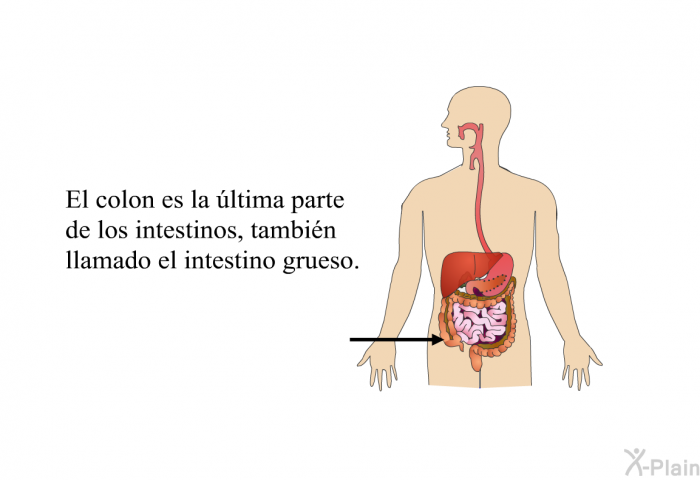 El colon es la ltima parte de los intestinos, tambin llamado el intestino grueso.