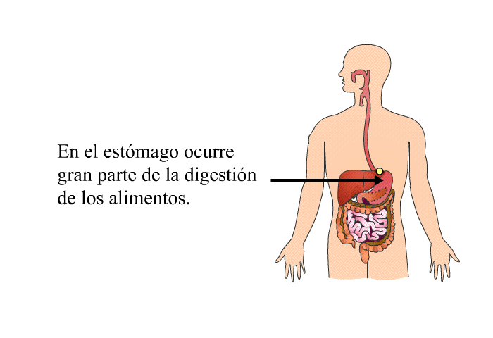 En el estmago ocurre gran parte de la digestin de los alimentos.