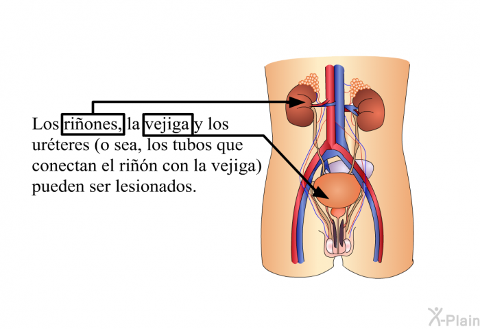 Los riones, la vejiga y los urteres (o sea, los tubos que conectan el rin con la vejiga) pueden ser lesionados.