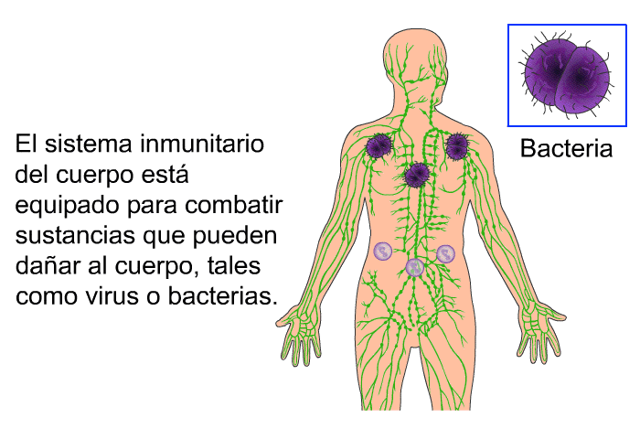 El sistema inmunitario del cuerpo est equipado para combatir sustancias que pueden daar al cuerpo, tales como virus o bacterias.