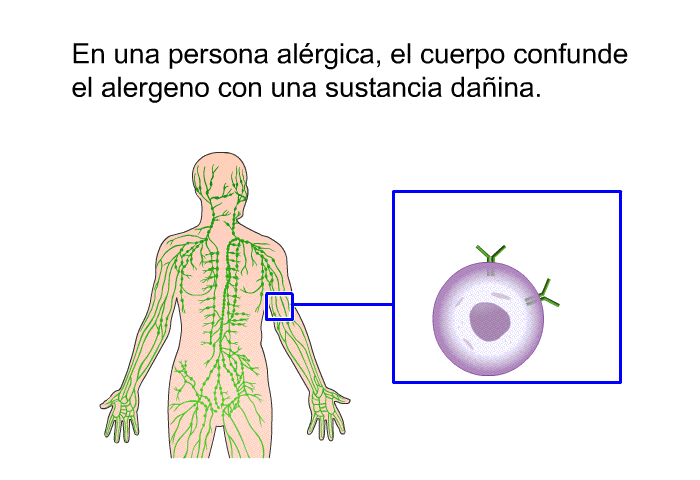 En una persona alrgica, el cuerpo confunde el alergeno con una sustancia daina.