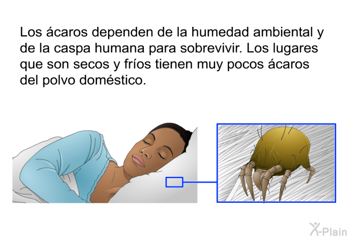 Control eficaz de los ácaros y bacterias del polvo en tu