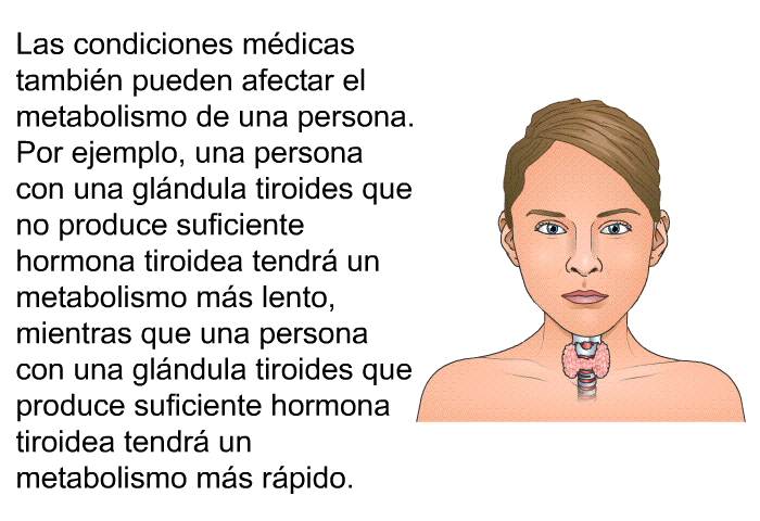 Las condiciones mdicas tambin pueden afectar el metabolismo de una persona. Por ejemplo, una persona con una glndula tiroides que no produce suficiente hormona tiroidea tendr un metabolismo ms lento, mientras que una persona con una glndula tiroides que produce suficiente hormona tiroidea tendr un metabolismo ms rpido.