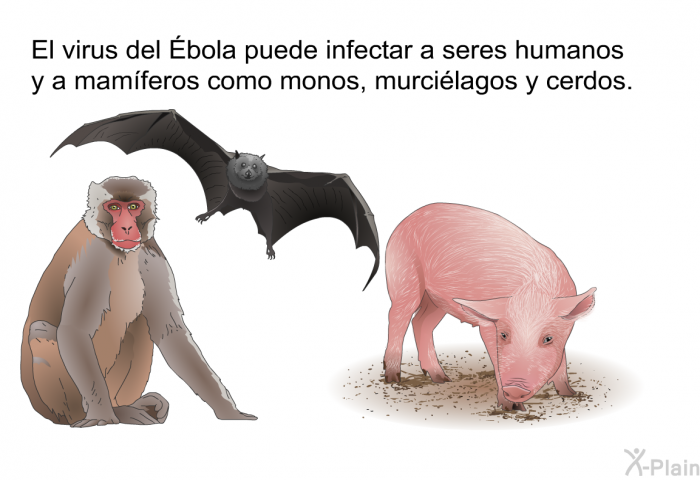 El virus del Ébola puede infectar a seres humanos y a mamferos como monos, murcilagos y cerdos.