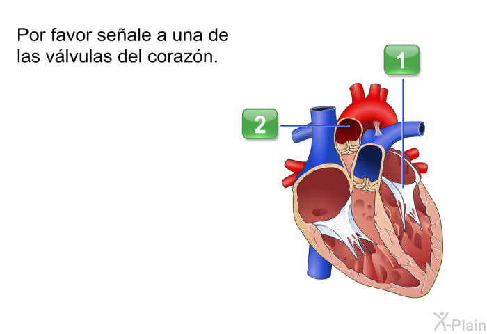 Por favor seale a una de las vlvulas del corazn. Presione A o B.