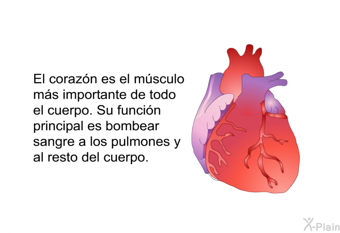 El corazn es el msculo ms importante de todo el cuerpo. Su funcin principal es bombear sangre a los pulmones y al resto del cuerpo.
