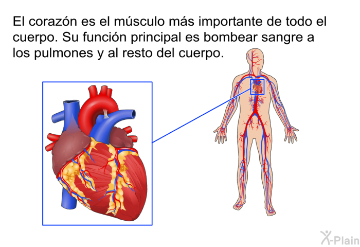 El corazn es el msculo ms importante de todo el cuerpo. Su funcin principal es bombear sangre a los pulmones y al resto del cuerpo.