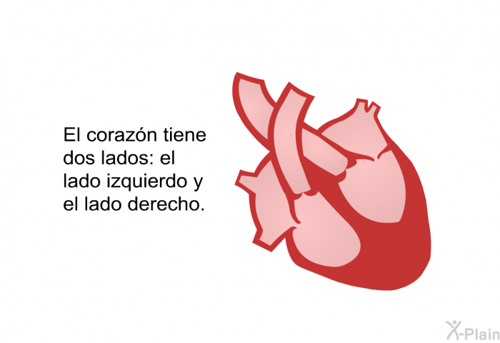 El corazn tiene dos lados: el lado izquierdo y el lado derecho.
