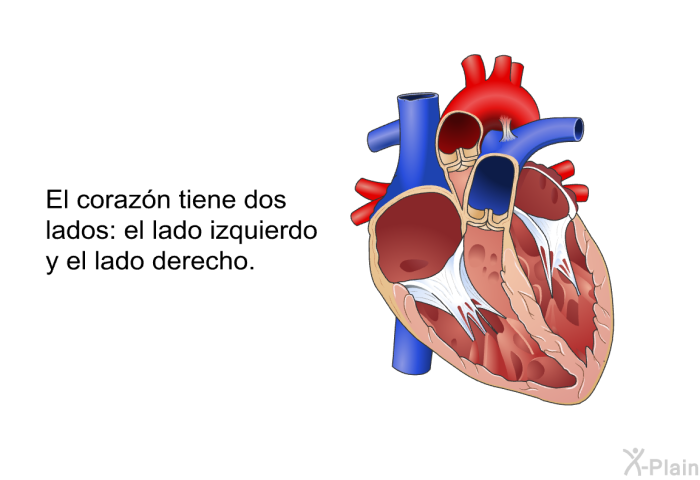 El corazn tiene dos lados: el lado izquierdo y el lado derecho.