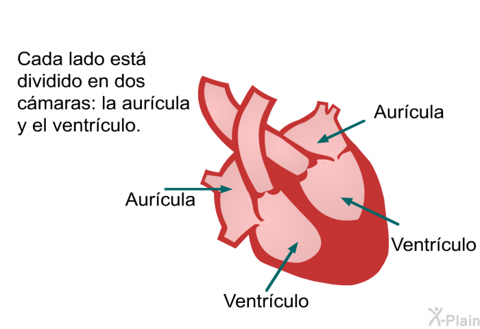 Cada lado est dividido en dos cmaras: la aurcula y el ventrculo.