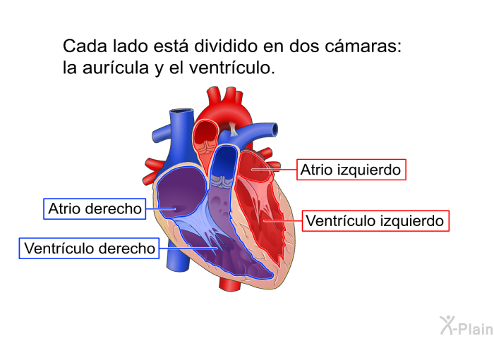 Cada lado est dividido en dos cmaras: la aurcula y el ventrculo.