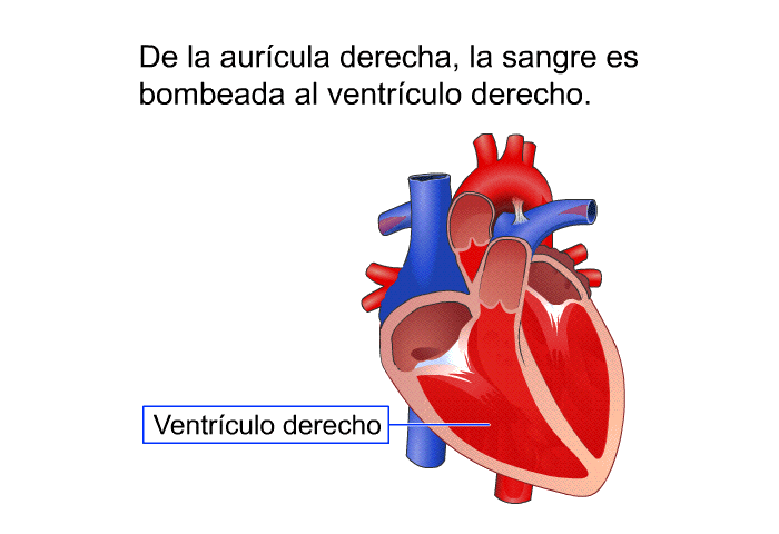 De la aurcula derecha, la sangre es bombeada al ventrculo derecho.