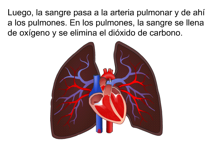 Luego, la sangre pasa a la arteria pulmonar y de ah a los pulmones. En los pulmones, la sangre se llena de oxgeno y se elimina el dixido de carbono.