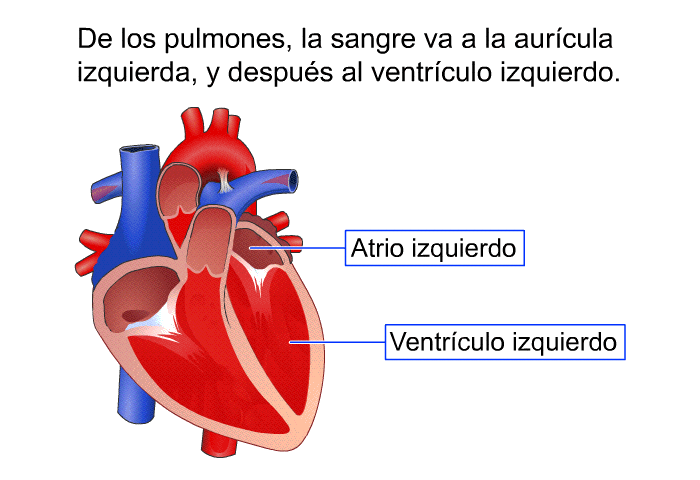 De los pulmones, la sangre va a la aurcula izquierda, y despus al ventrculo izquierdo.
